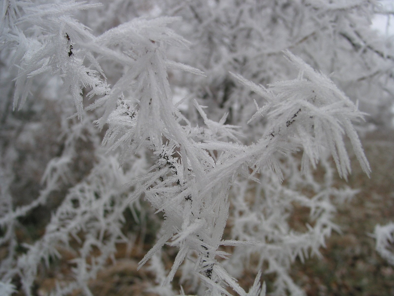 Winter Kristalle