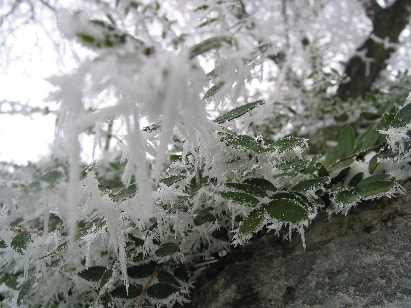Winter Kristalle