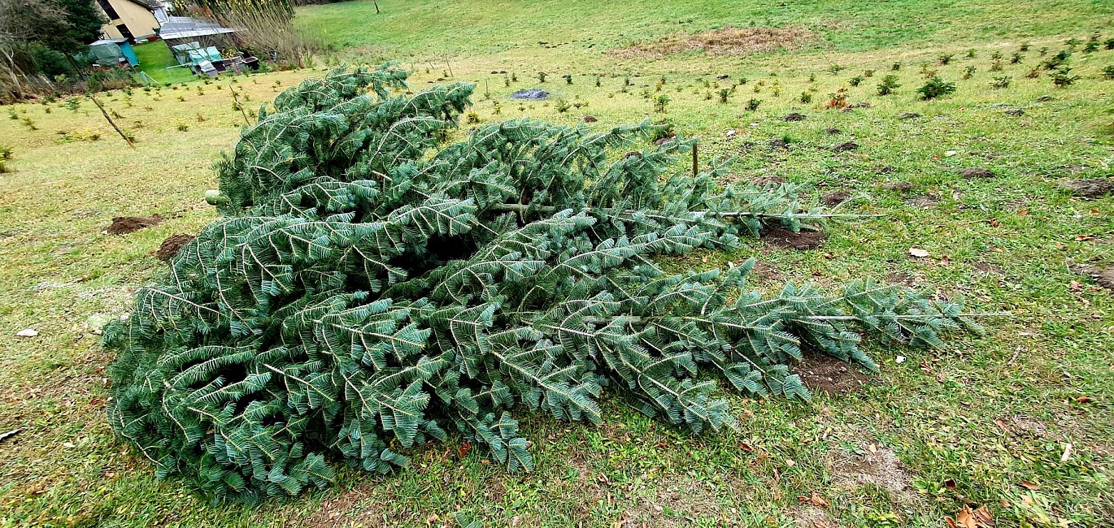 Christbaum vor Kirche aufstellen 2022