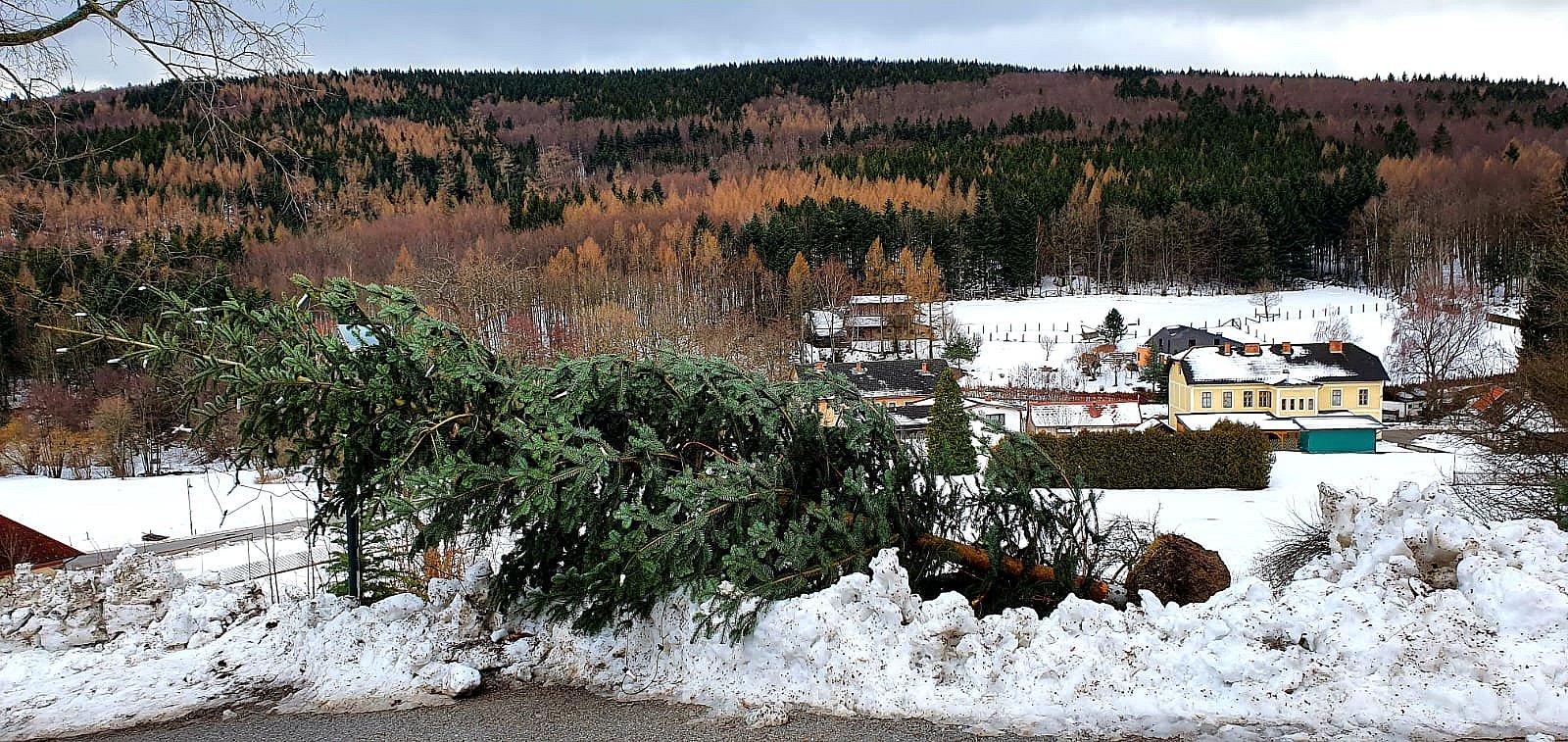 Christbaum vor Kirche aufstellen 2022